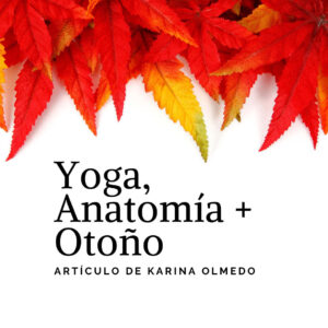 Lee más sobre el artículo Yoga, Anatomía y Otoño